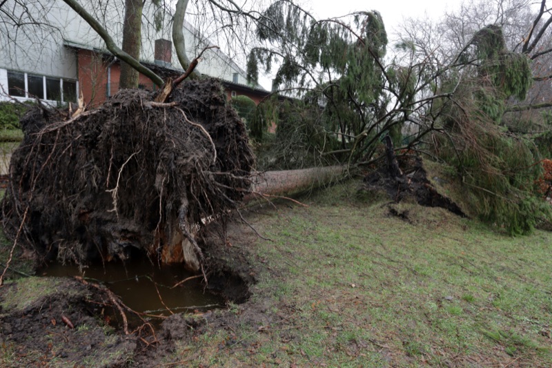 Emergency Tree Service in Birmingham, AL