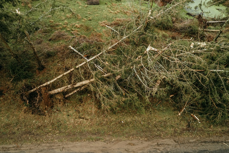 Storm Damage Cleanup in Birmingham, AL