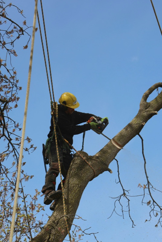 Tree Removal in Birmingham, AL