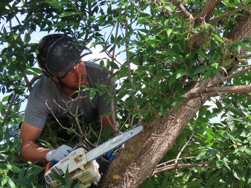 Tree Trimming in Birmingham, AL